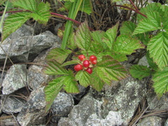 Sphaerulina westendorpii