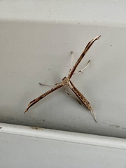 Emmelina monodactyla