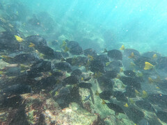 Prionurus laticlavius