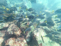 Prionurus laticlavius