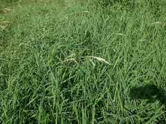 Phalaris arundinacea