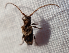 Pogonocherus hispidus