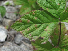 Sphaerulina westendorpii