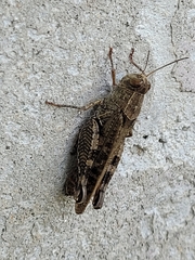 Calliptamus italicus