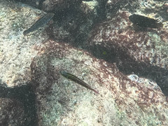 Thalassoma lucasanum