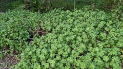 Pelargonium capitatum