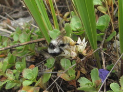 Bombus mesomelas