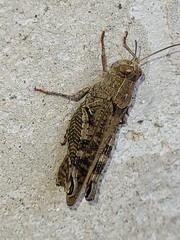 Calliptamus italicus
