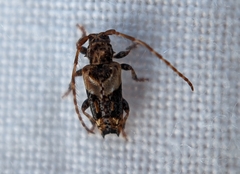 Pogonocherus hispidus