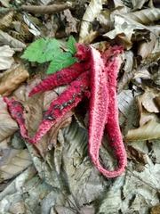 Clathrus archeri