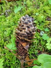 Pucciniastrum areolatum