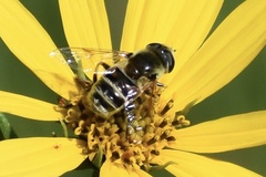 Eristalis stipator