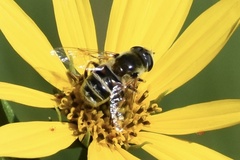Eristalis stipator