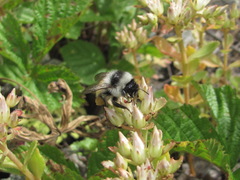 Bombus mesomelas