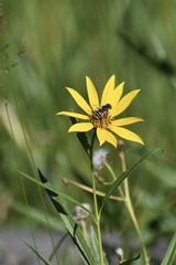Eristalis stipator