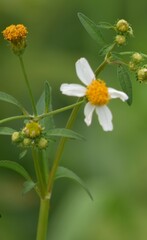 Bidens pilosa