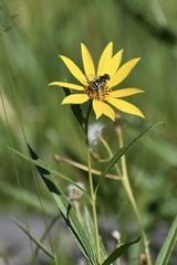 Eristalis stipator