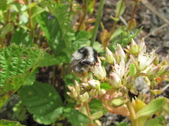 Bombus mesomelas