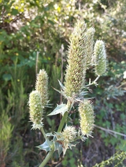 Eryngium duriaei