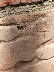 Holocnemus pluchei