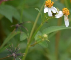 Bidens pilosa
