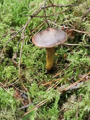 Chroogomphus rutilus