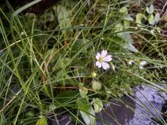 Cerastium alpinum