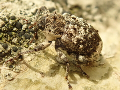 Cryptorhynchus lapathi