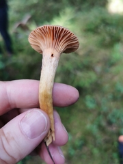 Chroogomphus rutilus