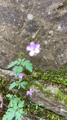 Geranium robertianum