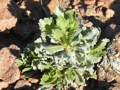 Grindelia covasii