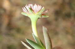 Acrodon bellidiflorus