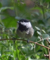 Poecile sclateri