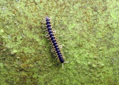 Diplopoda
