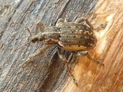 Brachypera zoilus