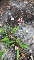 Persicaria maculosa