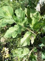 Heracleum sphondylium sibiricum