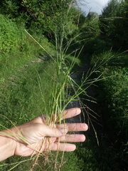 Eragrostis albensis