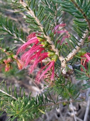 Melaleuca quadrifida