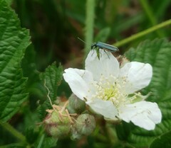 Oedemera