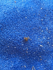 Thomisidae