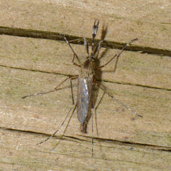 Aedes annulipes