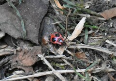 Endomychus coccineus