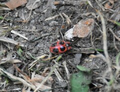 Endomychus coccineus