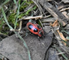 Endomychus coccineus