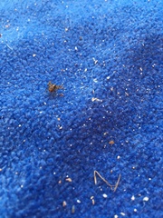 Thomisidae