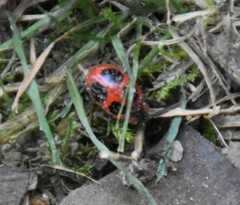 Endomychus coccineus