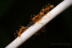 Oecophylla smaragdina