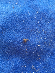 Thomisidae