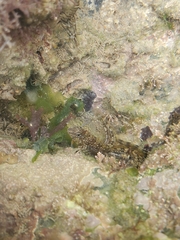 Coryphoblennius galerita